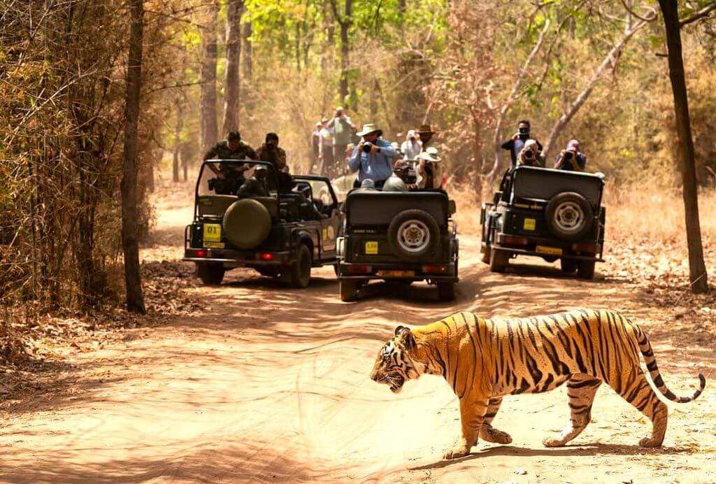 Rajasthan Desert & Wildlife Tour (Jaipur – Ranthambore – Pushkar) - Image 3