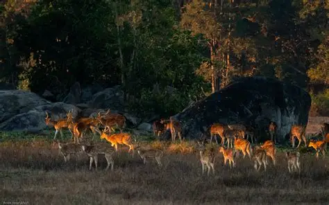 Bandhavgarh & Kanha Wildlife Safari