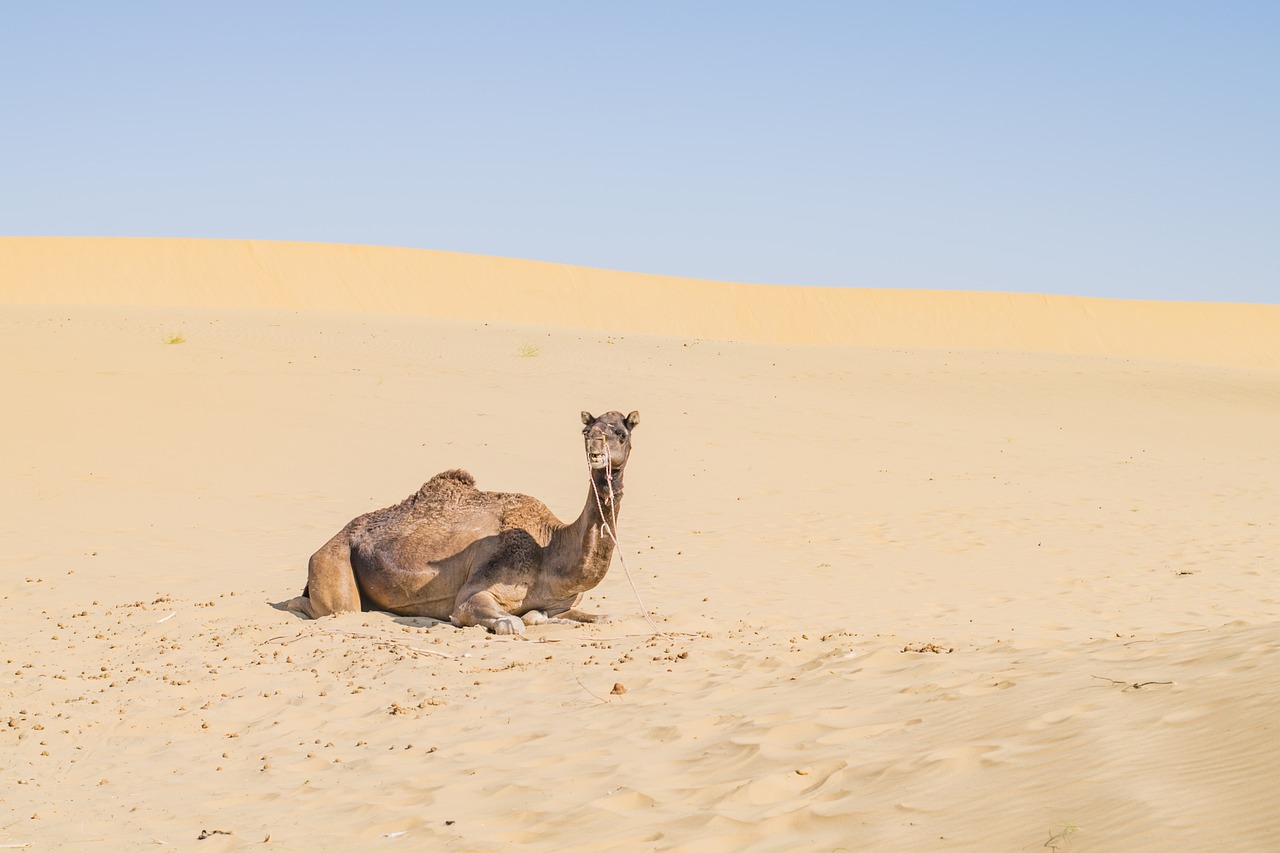  Jaisalmer Hotel - Explore India View
